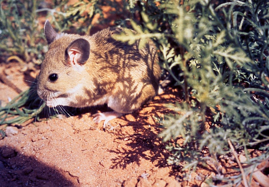 Pennsylvania Game Commission to repopulate the Allegheny Woodrat