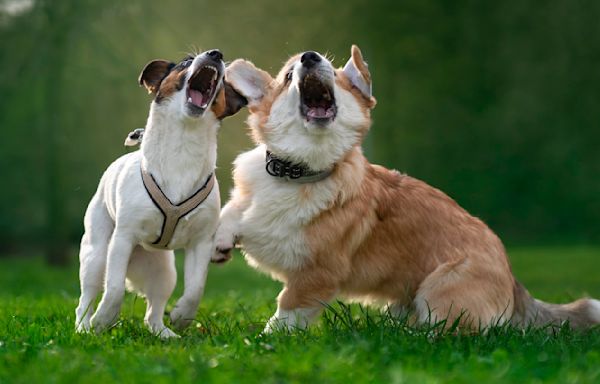 32 biggest barkers - most vocal dog breeds.