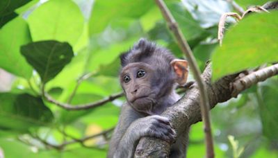 Ohio man pleads guilty to making and sharing videos of monkey torture