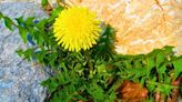 Stop using vinegar as there is a better natural method to remove patio weeds