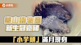 壽山動物園新生冠豪豬「小芋頭」滿月現身 吃貨萌樣超級可愛