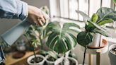 Keep plants watered while you're away on holiday with expert ancient method