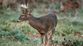What’s better, Sunday or Monday? Pa. deer hunters debate opening date