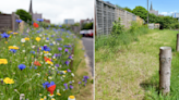 Blundering council contractors destroy award-winning wildflower garden