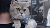 Night at the mewseum: Ancient Egypt exhibition welcomes cats