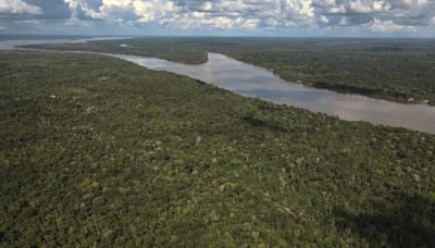 La deforestación del Bosque Atlántico brasileño cayó un 27 % en 2023 tras dos años de aumento
