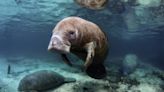 Manatee at Columbus Zoo Spent Mother's Day Caring for 2 Abandoned Babies