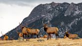 Angry Colorado elk gives senior tourist a rude lesson in wildlife safety