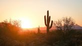 Iconic desert creature found shot near field sparks search for poacher, officials say