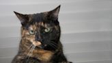 4-Year-Old Tortoiseshell Cat Keeps Getting Passed over for Kittens and People Are Heartbroken