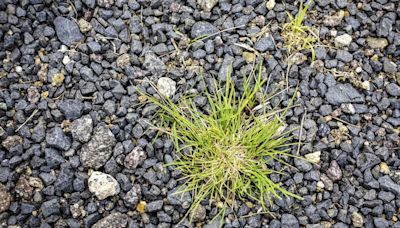 Kill weeds lingering in your gravel with option of five different methods