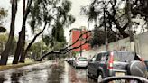 Lluvias en la Ciudad de México causan árboles caídos y encharcamiento
