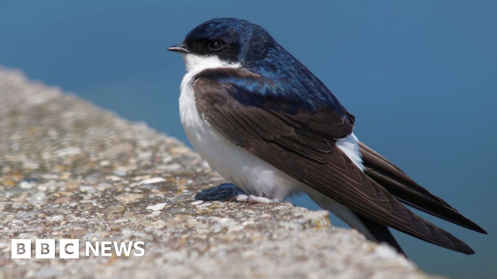 Cliftonville: The football club giving birds a place to nest