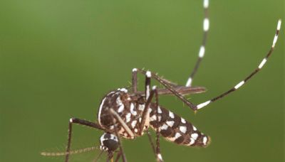 Campbell Vaughn: Mosquitoes are seemingly everywhere. Here's how to keep them away.