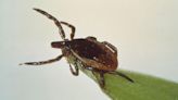 Lyme is not the only disease to worry about this tick season. What you need to know this spring.