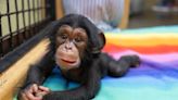 Baby chimp 'Stevie' eases pain for Zoo Knoxville staff after accidental death of lion cub