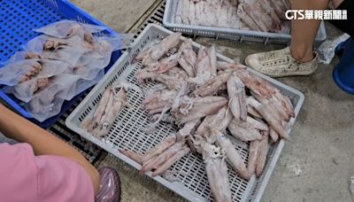 澎湖小卷漁獲減少價格漲！ 民眾嘆：越來越貴