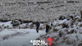 ¿Cayó nieve en tu estado? Aquí te decimos algunas recomendaciones para enfrentar las bajas temperaturas