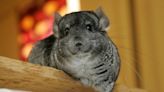 Woman Hands Her Chinchilla Random Things to Hold and It’s Too Cute