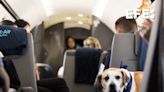 La aerolínea "Air Ladrido" se estrena como alternativa de lujo para perros