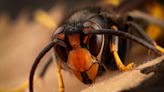 Officials issue warning after finding cousin of the fear-inducing ‘murder hornet’ on U.S. soil: The ‘bee hawk’