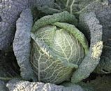 Savoy cabbage