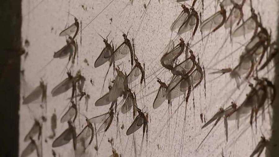 The mayflies are coming! Why you’ll notice darker streets in some NE Ohio areas