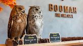 "Animal Cruelty": Abu Dhabi's First Owl Cafe Goes Viral, Internet Angry