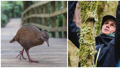 獵食新西蘭瀕危鳥類 求生真人騷參賽者遭DQ | am730
