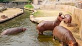 Los "hipopótamos de la coca" de Pablo Escobar son un problema para Colombia