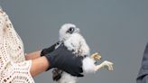 Harrisburg falcon nestlings receive bands from Pennsylvania Game Commission