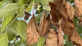 Cicadas have laid eggs in the St. Louis region, killing tree branch tips in the process