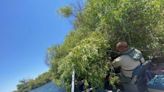 Rash of Kings River rescues prompts warning from Fresno County deputies about tree hazard