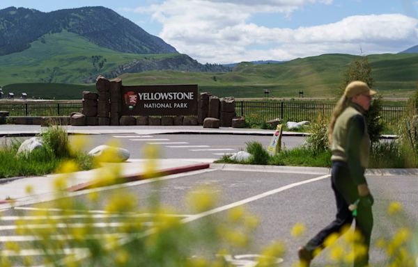 Man arrested for kicking a bison in Yellowstone, park rangers say