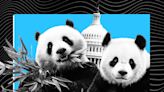What’s With Washington and Its Pandas?