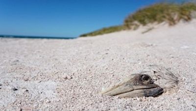 Seabird populations at risk amid increased hurricanes and extreme weather: Study