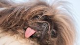 Oregon dog awarded coveted prize as 'World's Ugliest Dog'