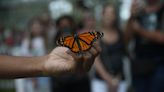 Butterfly Estates butterflies find new homes in SW FL after Fort Myers attraction closes