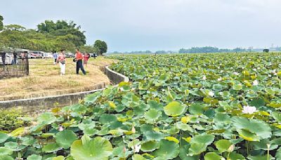 白河蓮花季開幕 民眾賞蓮啖美食 - 地方新聞