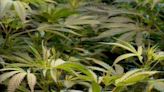 Nearly 2,000 pot plants seized in latest Maine bust