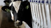 US to test ground beef in states with bird-flu outbreaks in dairy cows