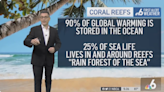 Florida Meteorologist Sounds Climate Change Alarm on Air: ‘Concerned We Have Reached a Point We Cannot Return From’ (Video)