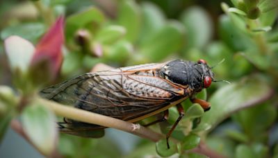 Will Bucks County see cicadas this summer? What to know about the US brood invasion