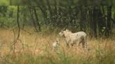 Watch: Cheetah 'Gamini', Her 5 Cubs Enjoy Rain At Kuno National Park