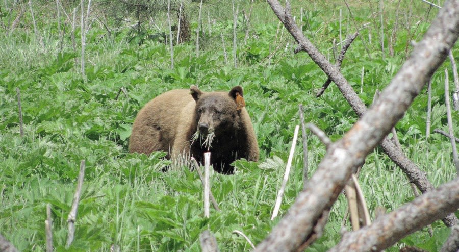 Man encounters bear in Yosemite: What to do if this happens