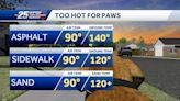 Too hot for paws: tips to keep your pet safe in the heat