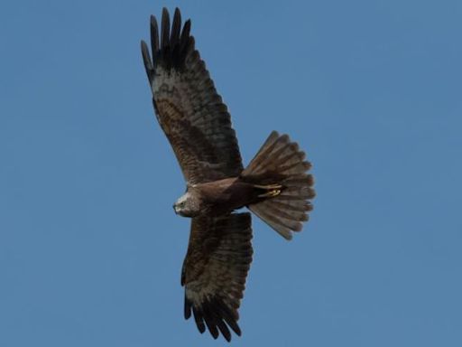 New wetland sees rapid influx of wildlife in a year