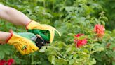 Experts explain how to prune roses for 'abundance of flowers'