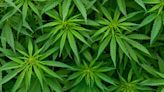 U.S. drug control agency moving to reclassify marijuana in historic shift, sources say - Indianapolis Business Journal