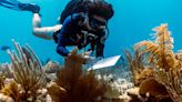 El calor del año pasado fue mortal para los corales en Florida. Los científicos esperan que este año sea diferente